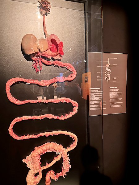 Wycieczka na wystawę Body Worlds - Circle of Life